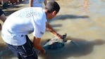 El momento más esperado: la tortuga sobrevivió y volvió al mar. / Foto: Fundación Mundo Marino