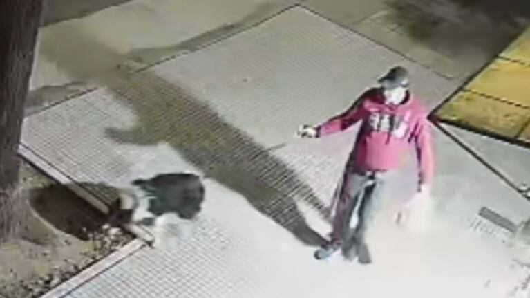 El momento previo al ataque contra el perro.