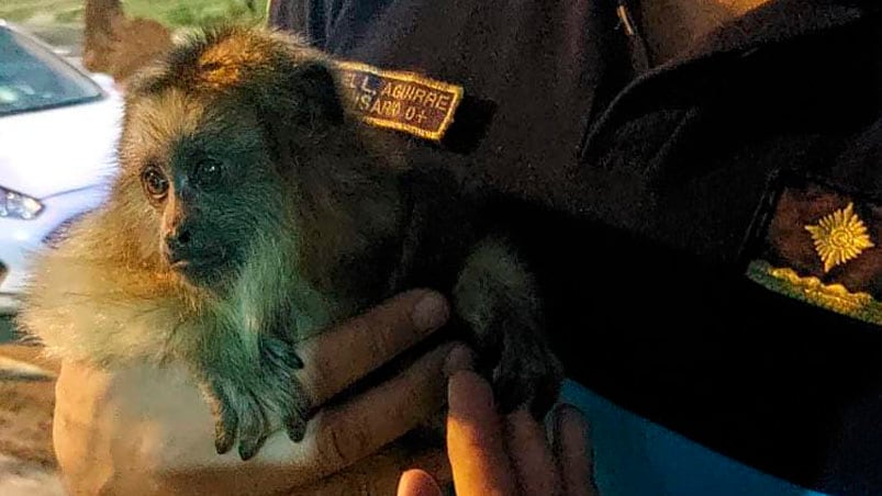 El monito fue encontrado en barrio Villa Azalais.