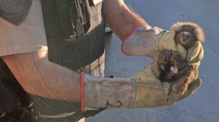 El monito fue rescatado de un salón de eventos de Villa el Libertador.