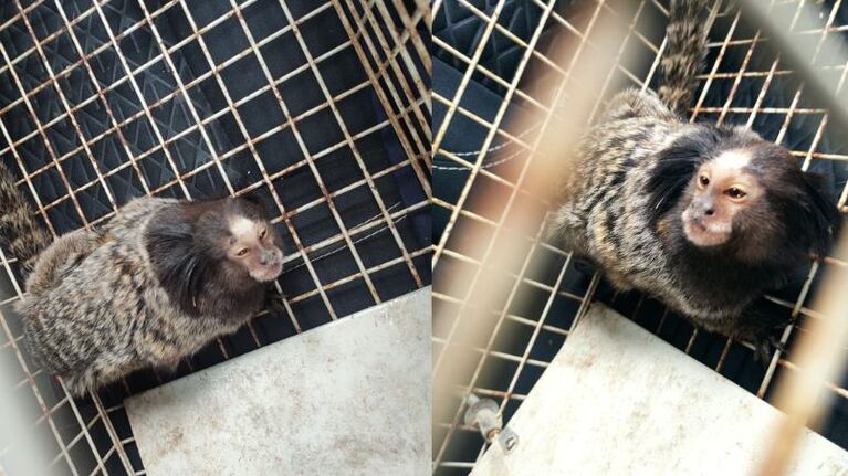 El monito tití fue rescatado por efectivos de la Patrulla Ambiental.