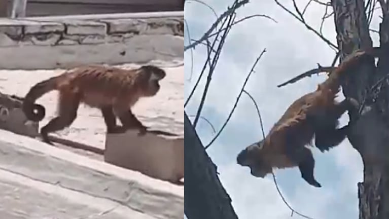 El mono apareció en barrio San Roque