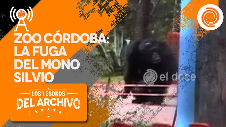El mono Silvio fue noticia en 1996,