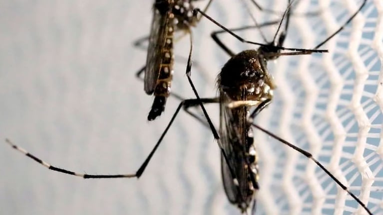 El mosquito Aedes aegypti es el transmisor del dengue.