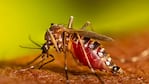 El mosquito Aedes aegypti es el vector del dengue.