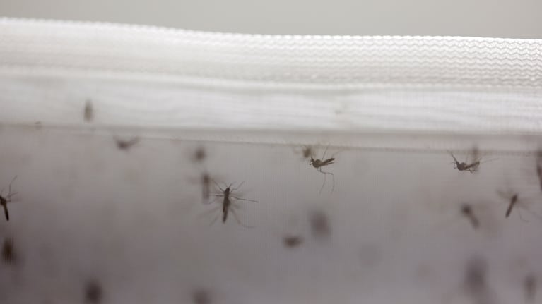 El mosquito aedes aegypti no desapareció. REUTERS/Pilar Olivares
