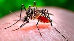 El mosquito Aedes Aegypti preocupa a gran parte de Latinoamérica.