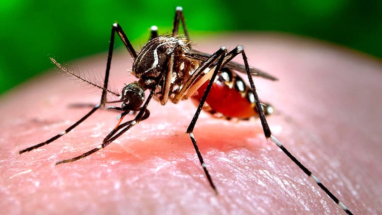 El mosquito Aedes Aegypti preocupa a gran parte de Latinoamérica.