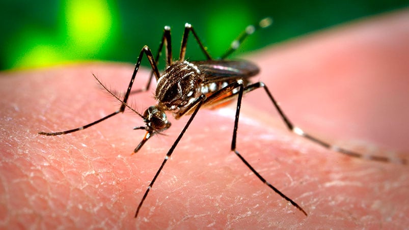 El mosquito Aedes aegytpi sigue preocupando al país.