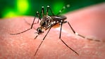 El mosquito Aedes aegytpi sigue preocupando al país.