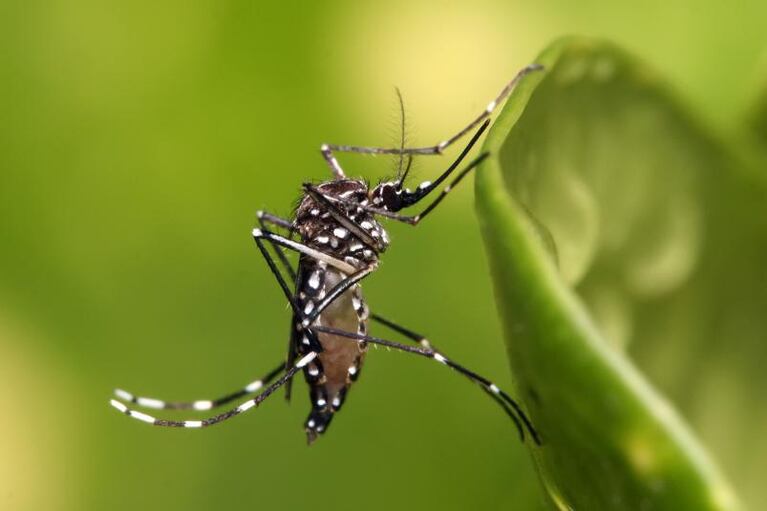 El mosquito del dengue, un vecino más de Córdoba