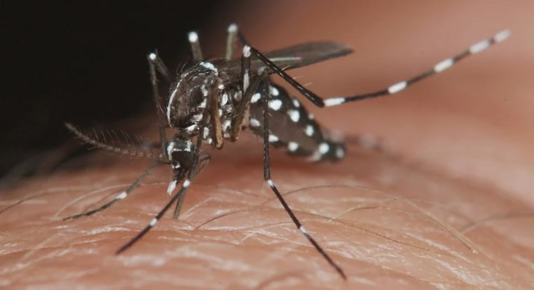 El mosquito del dengue vuelve a preocupar.