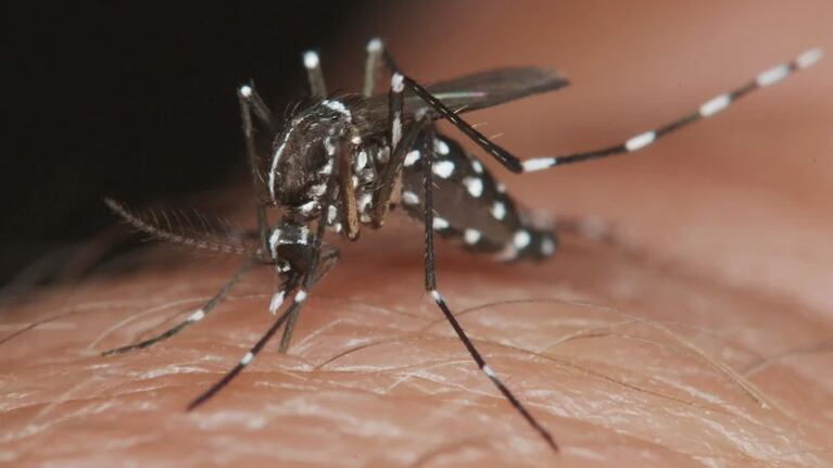 El mosquito del dengue vuelve a preocupar.