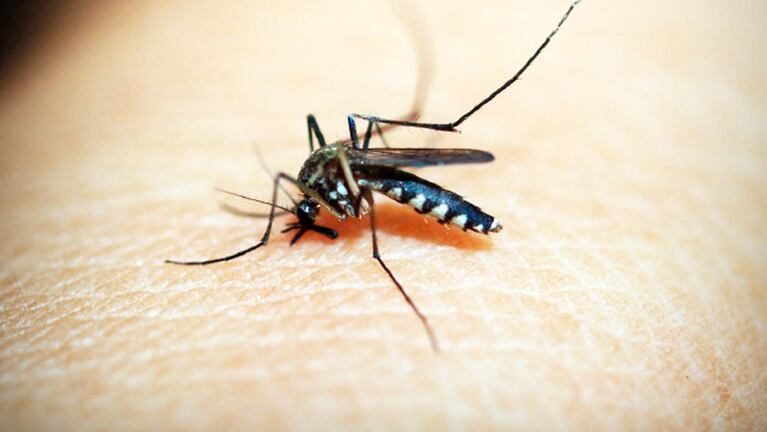El mosquito transmisor del virus del zika. 
