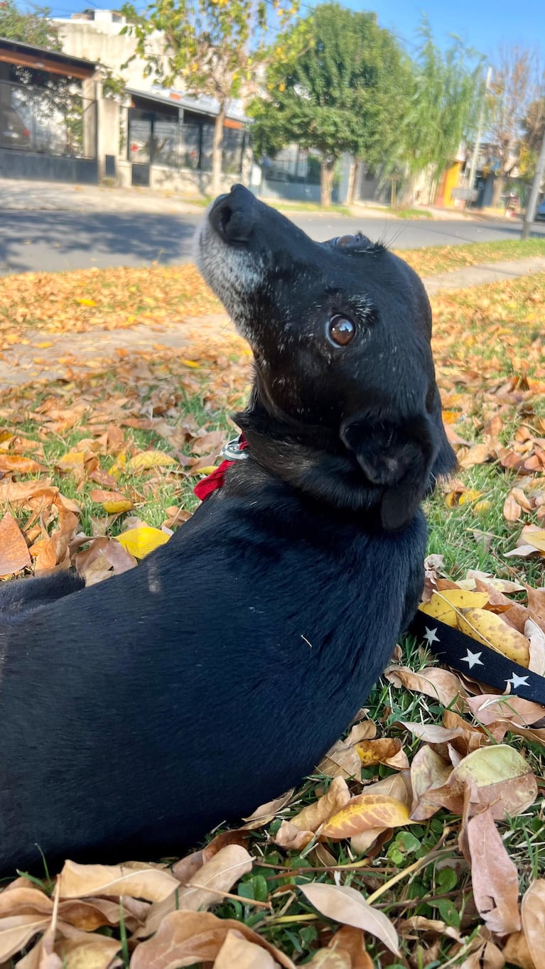 El Negrito fue castrado por las chicas que lo encontraron.