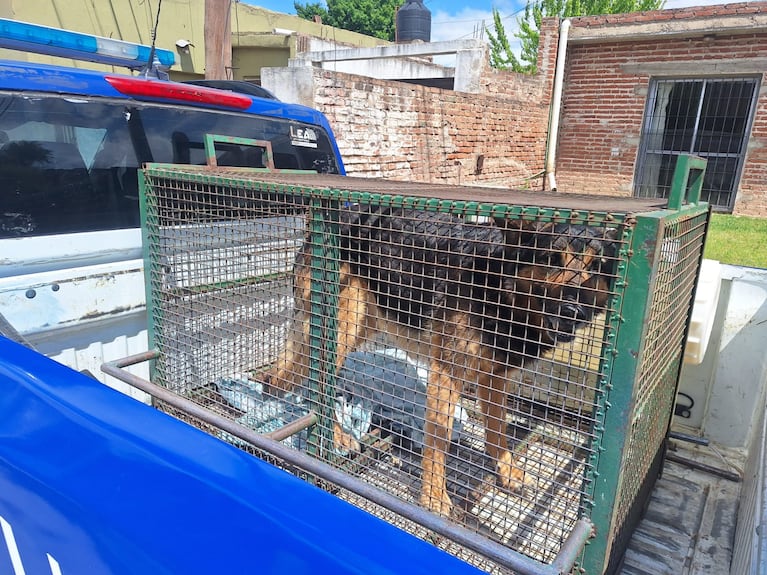 El nene fue atacado cuando buscaba la pelota.