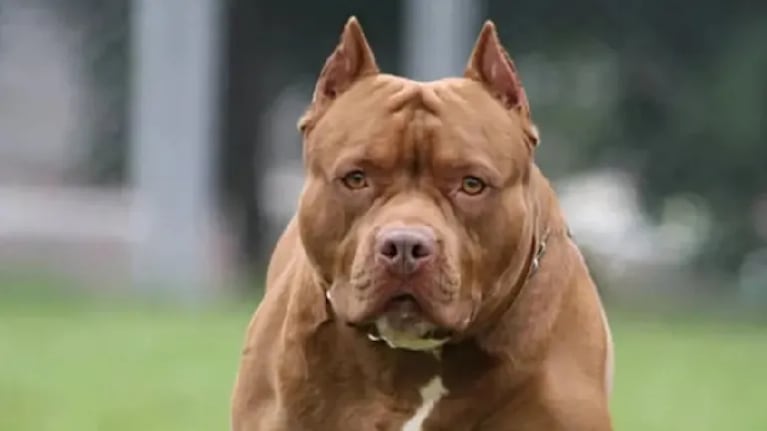 El nene murió tras el ataque del pitbull en Villa La Lonja. Foto: imagen ilustrativa.