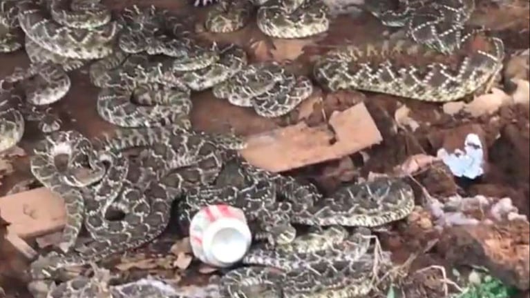 El nido de serpientes de cascabel en Texas.