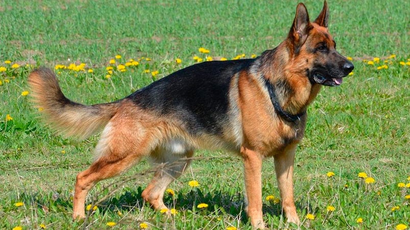 El niño de 3 años habría sido atacado por un perro Ovejero Alemán. / Foto ilustrativa