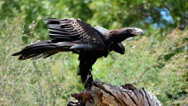 El nombre científico del ave es "Dynatoaetus gaffae".