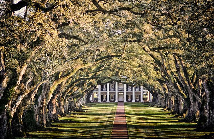 El Oak Alley de Estados Unidos.