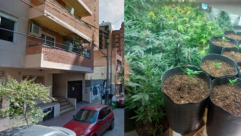 El operativo policial se desplegó en la calle Artigas al 450, donde se encontraron 40 plantas de marihuana