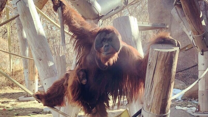 El orangután padre cuida a sus crías. Un hecho inusual en esta especie.