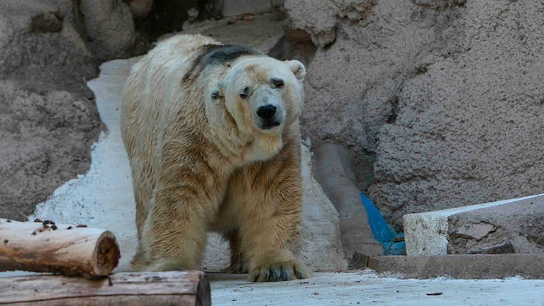 El oso Arturo está triste y apenas se mueve.