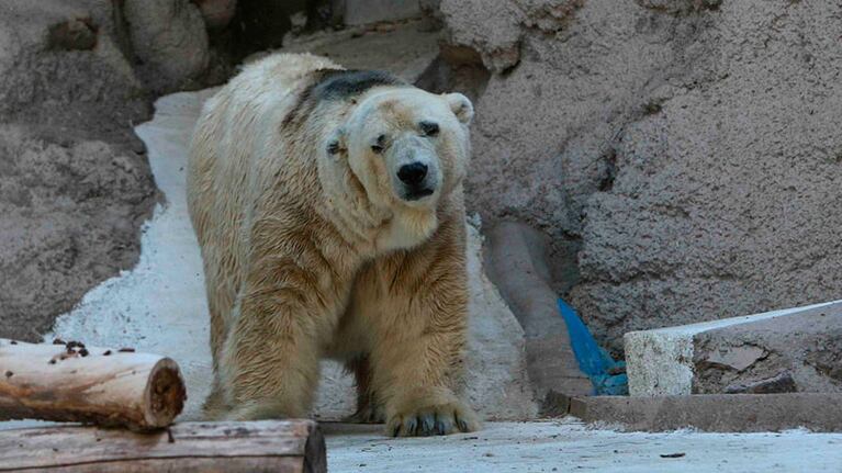 El oso Arturo está triste y apenas se mueve.