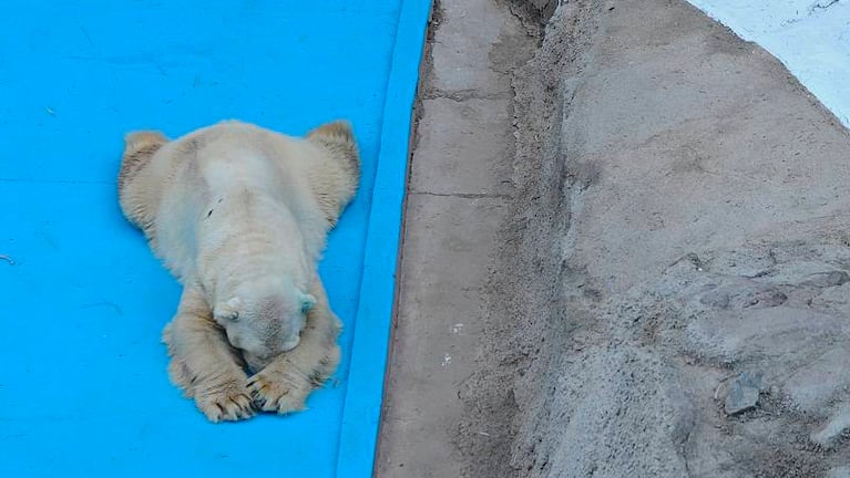 El oso Arturo se encuentra en estado grave. Foto: Los Andes.