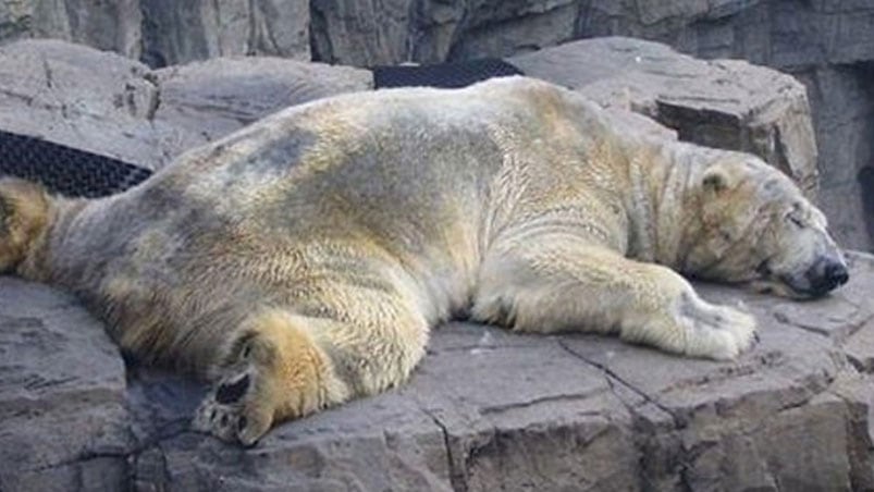 El oso Arturo sigue triste y tratan de saber por qué sufre.