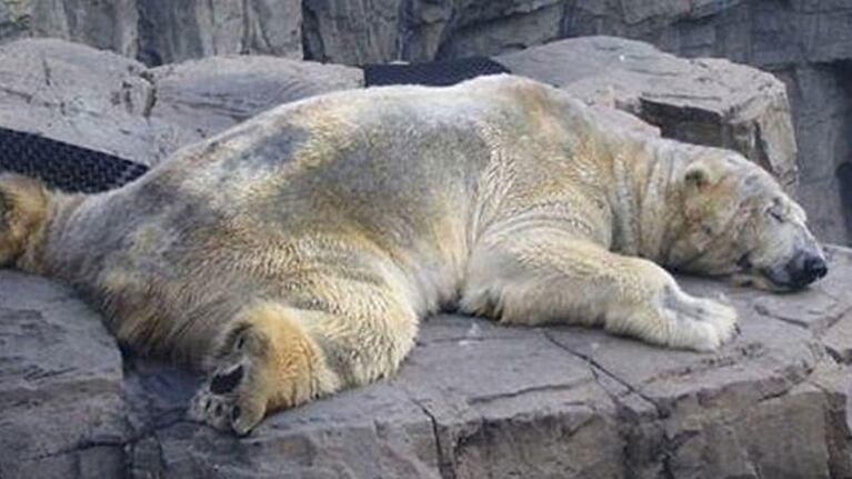 El oso Arturo sigue triste y tratan de saber por qué sufre.