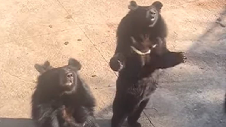 El oso bailarín sorprendió a los turistas en China.