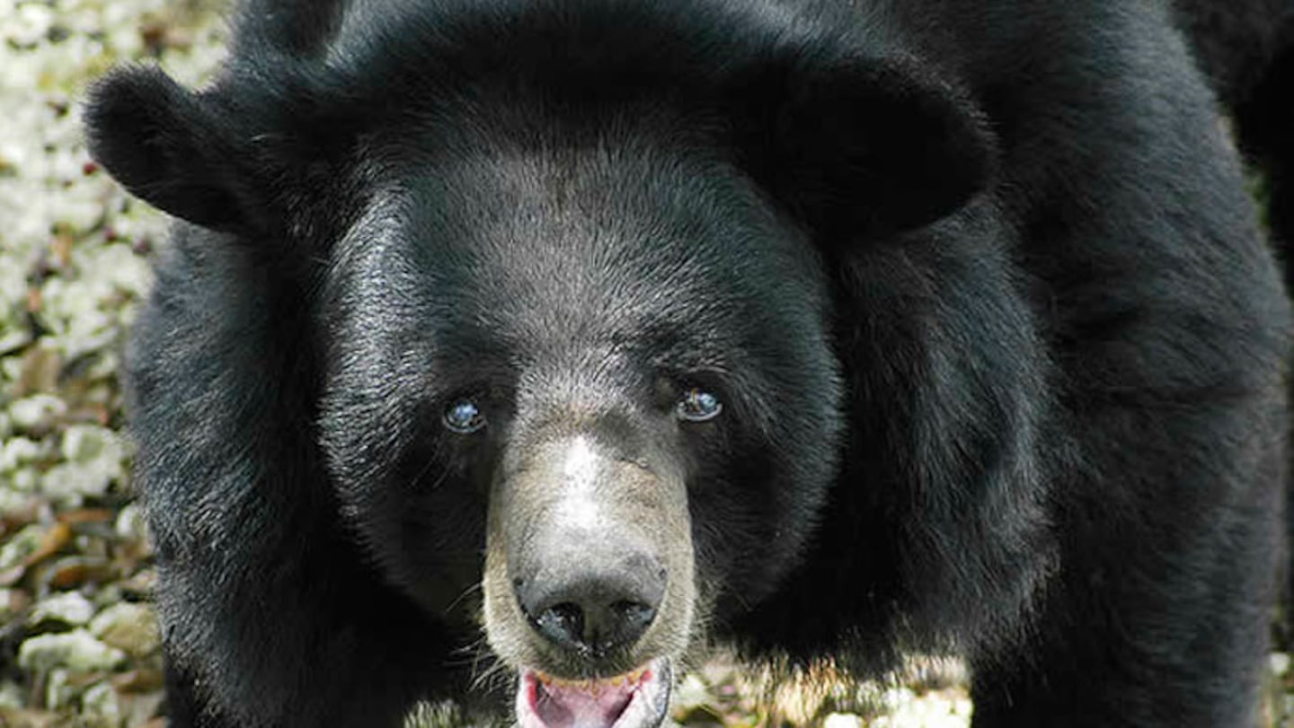 El oso con la lengua más grande del mundo.