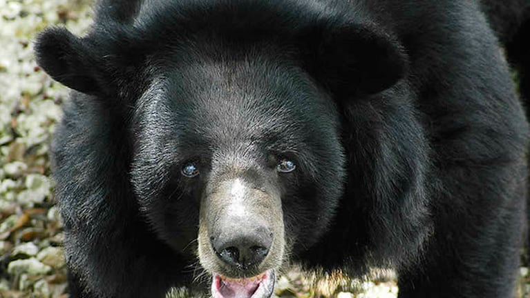 El oso con la lengua más grande del mundo.