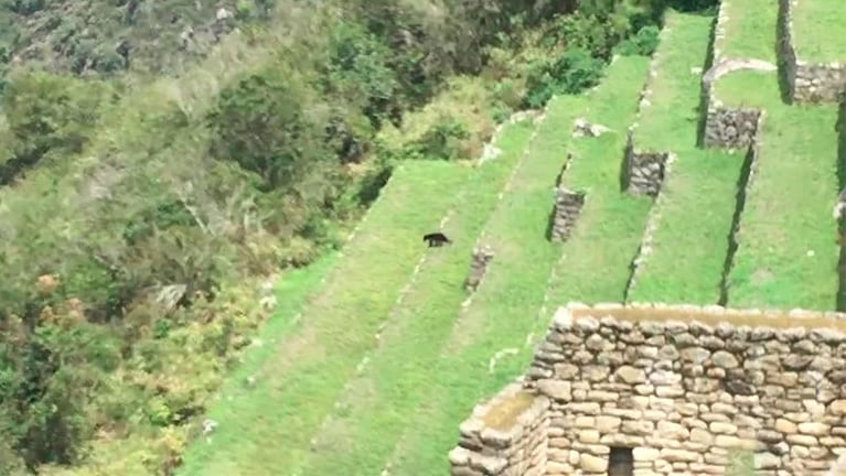 El oso de anteojo, la sorpresa en Machu Picchu.