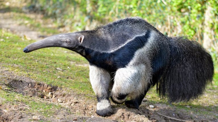 El oso hormiguero apareció al sur de Brasil.