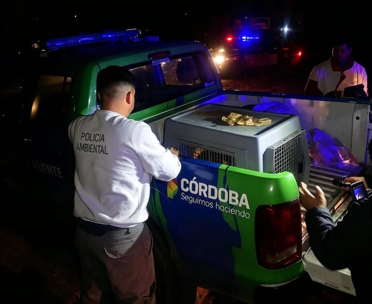 El oso hormiguero fue rescatado en Villa Ciudad de América.