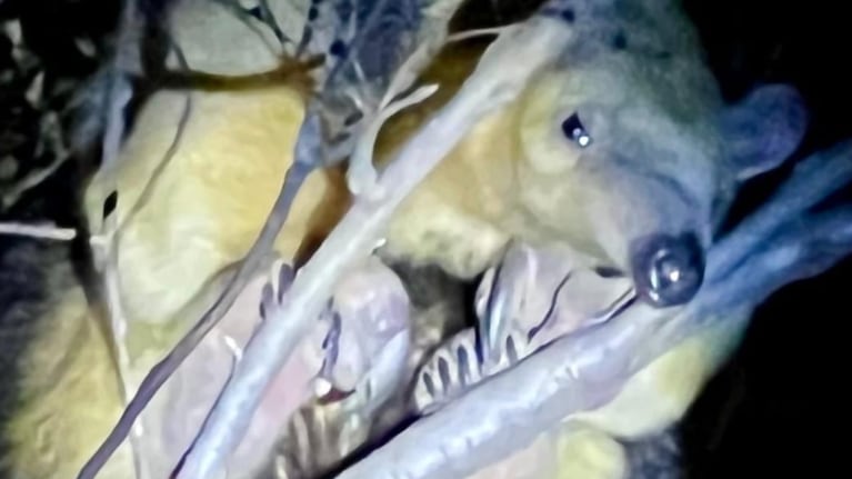 El oso hormiguero fue rescatado en Villa Ciudad de América.