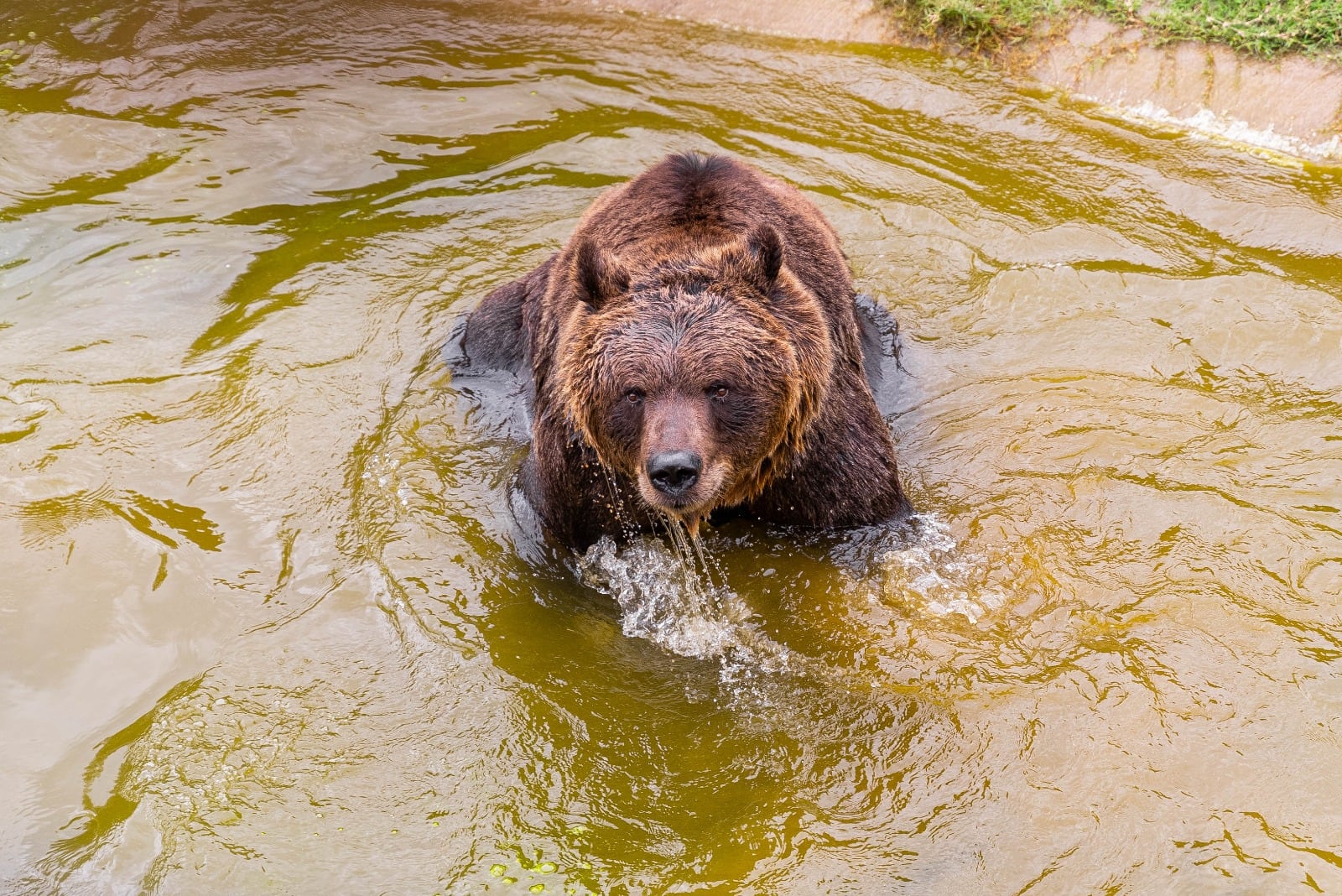 El Oso Koda