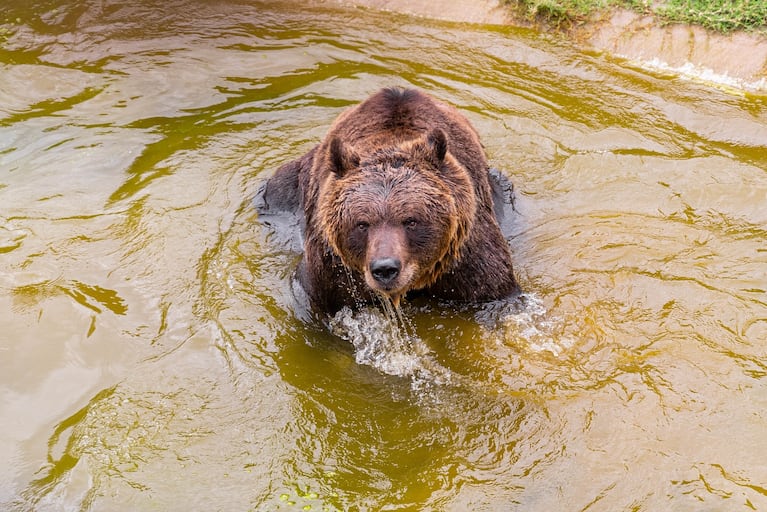El Oso Koda
