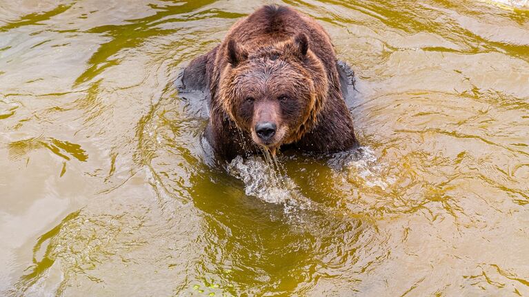 El Oso Koda