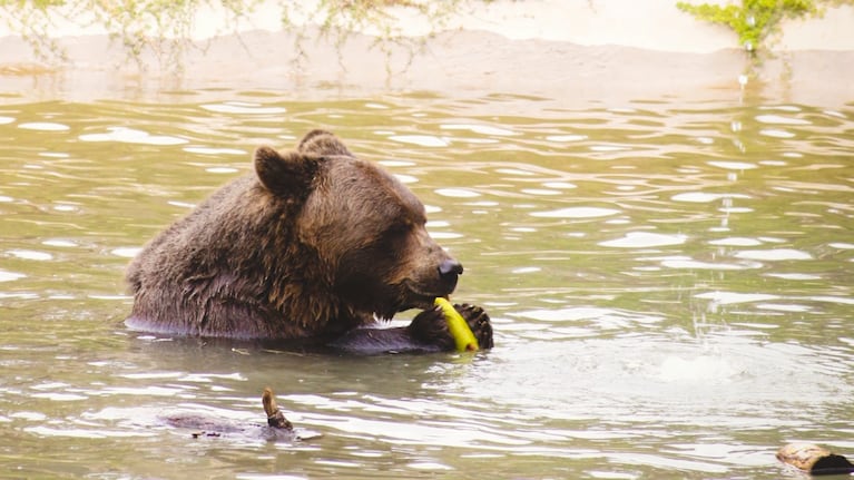 El oso Koda deberá someterse a nuevos estudios médicos.