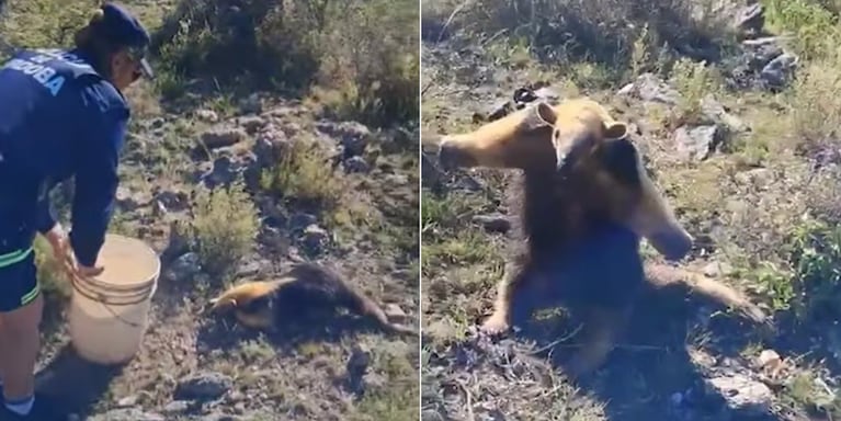 El oso melero regresó a su hábitat.