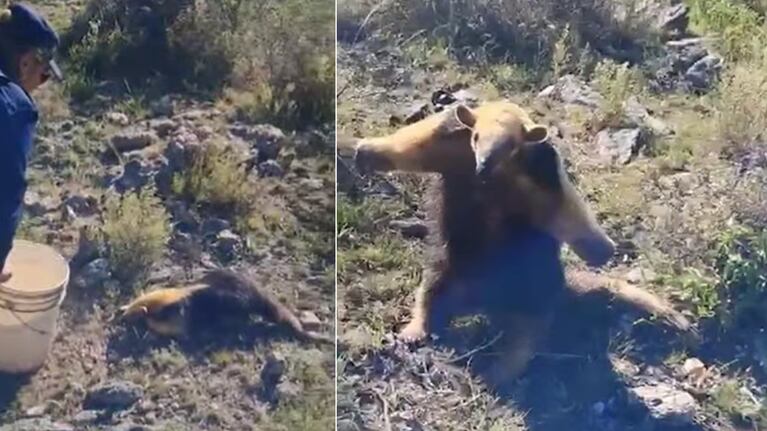 El oso melero regresó a su hábitat.