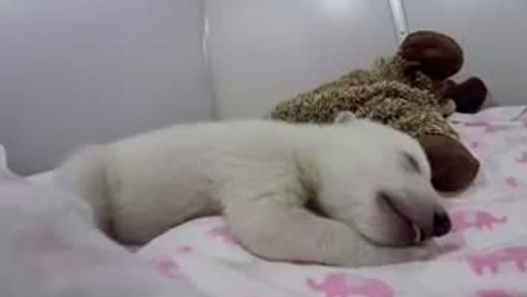 El oso polar cachorro que ronca mientras sueña.