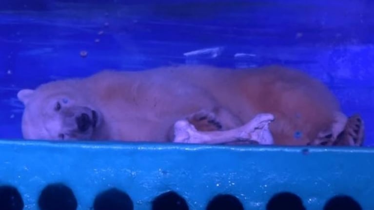 El oso polar más triste del mundo vive en un centro comercial