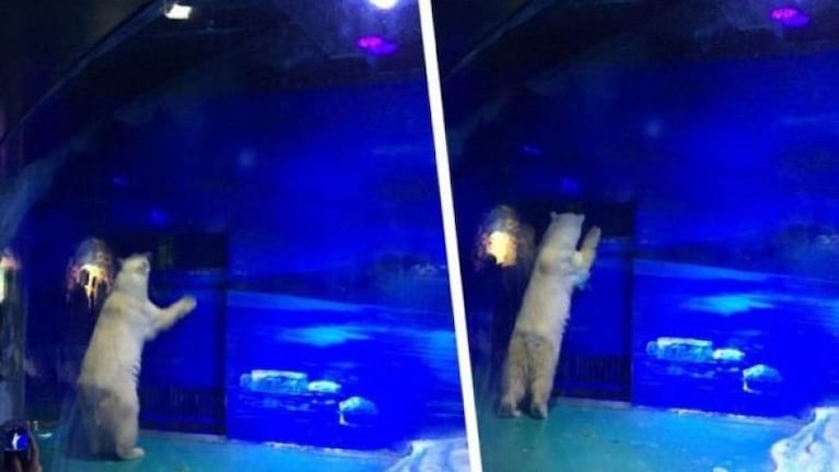 El oso polar más triste del mundo vive en un centro comercial
