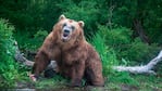 El oso preservaba al hombre como alimento para futuro.