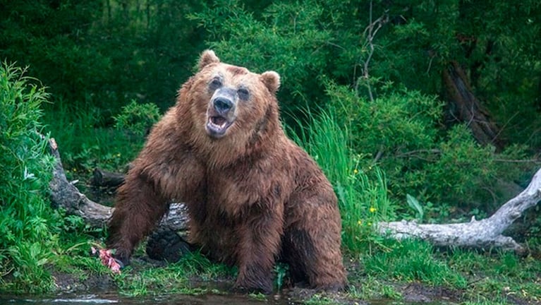 El oso preservaba al hombre como alimento para futuro.
